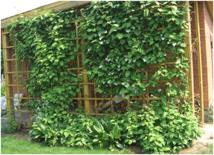 Actinidia kolomikta on a wooden support