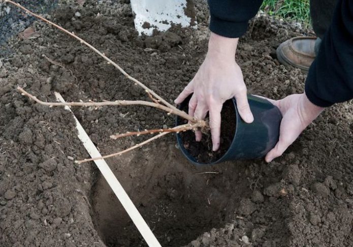 Plantarea unui răsad de coacăze cu un sistem de rădăcini închis