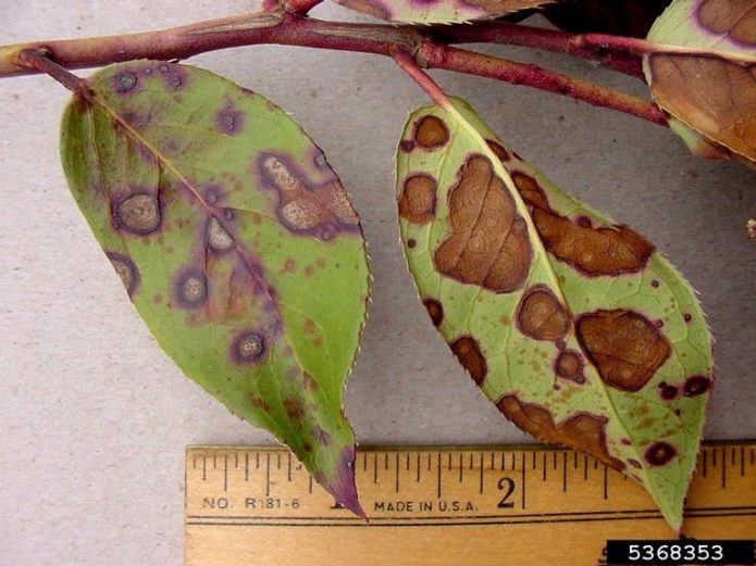 Daun yang terkena phyllosticosis