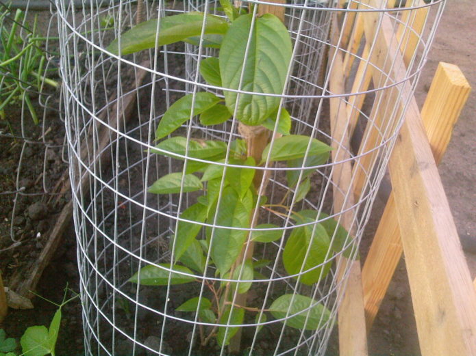 Planta joven de actinidia kolomikt, vallada con red metálica