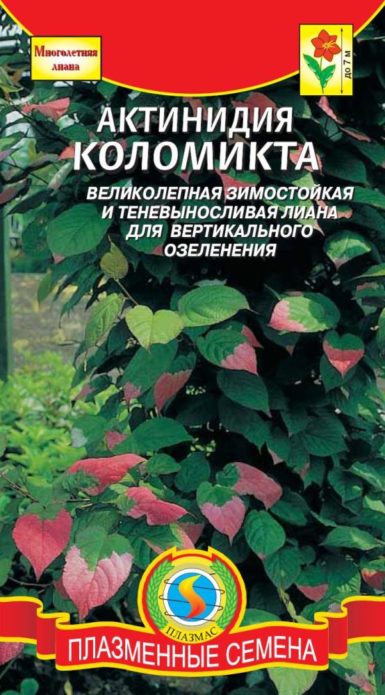 Semi di actinidia kolomikt