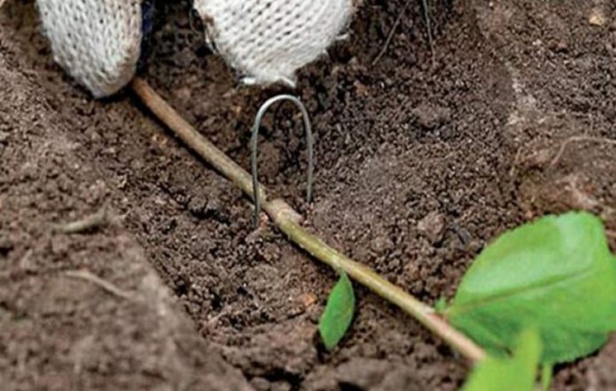 Lapisan akar kolomikta actinidia