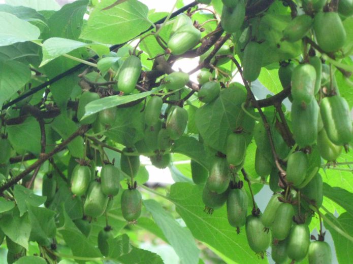 Actinidia kolomikta หลากหลาย Lakomka