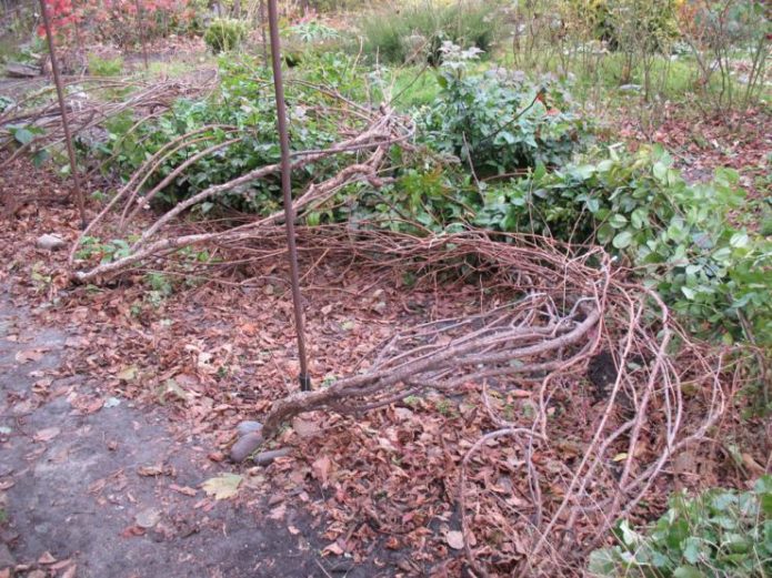 Actinidia kolomikta, hentet fra trelliser