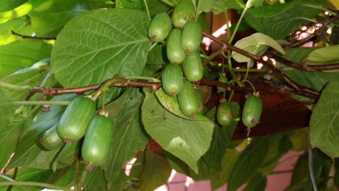 Varietat Actinidia Kolomikta setembre