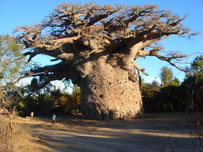 Baobabs