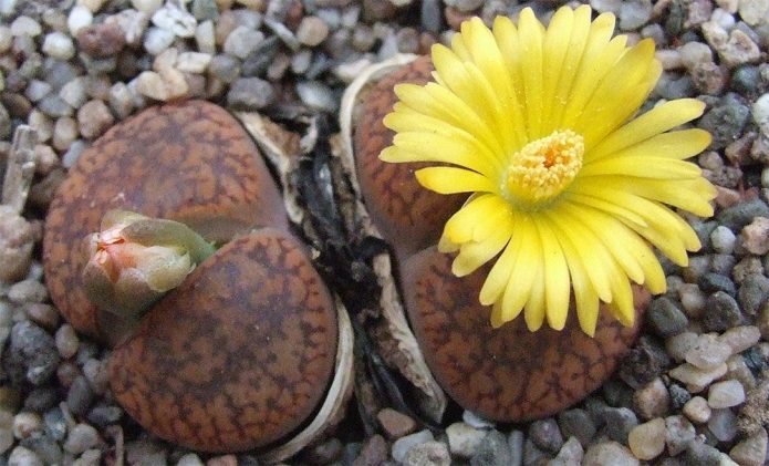 Lithops