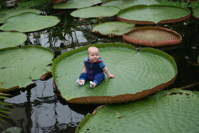 Bata sa Amazonian Victoria Leaf