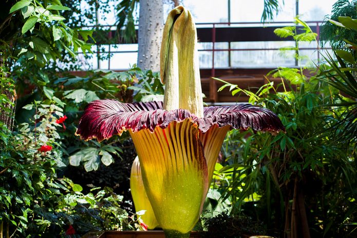 Amorphophallus تيتانيك