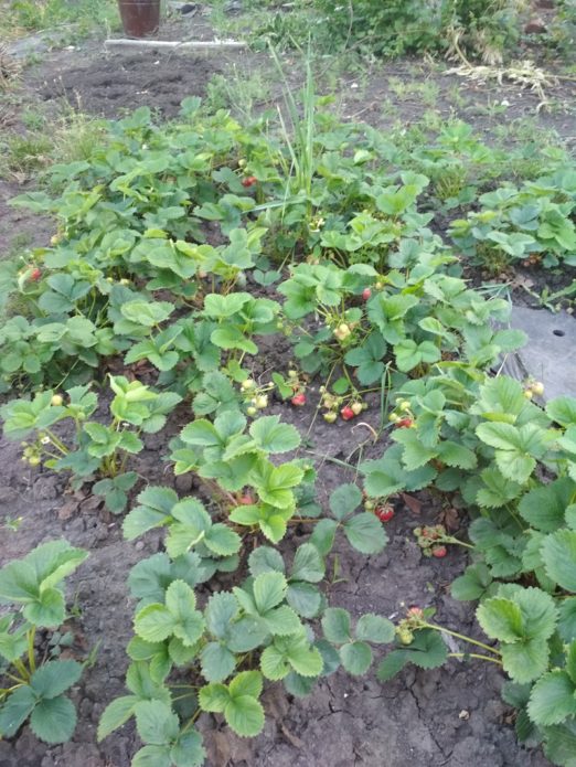 Overgrown garden bed