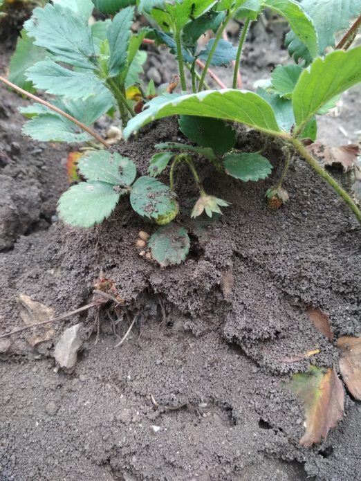 Anthill under strawberries