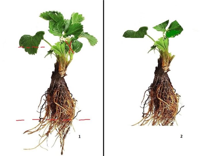 Förberedelse av plantor