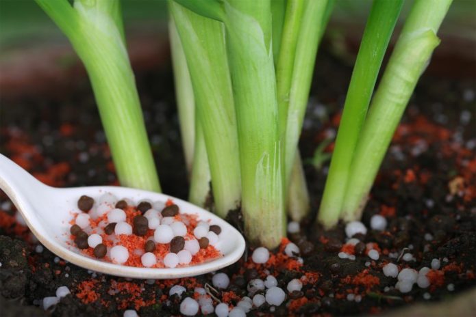 Fertilizante para cebolas