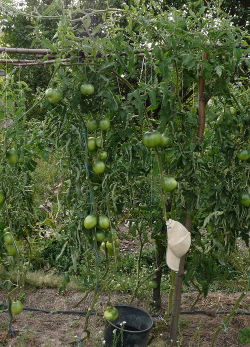 Trellis para sa mga kamatis