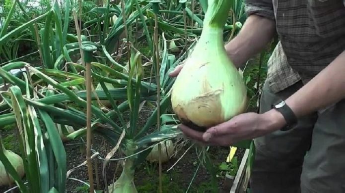 Topdressing van uien op een raap