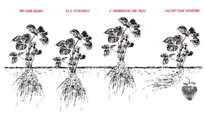 Posición del cuello de la raíz