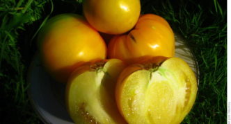 Tomato variety Bull puso ginto F1