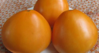 Variedad de tomate Corazón bovino naranja