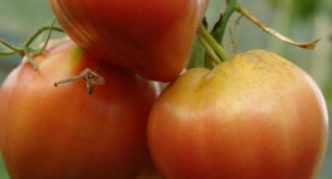 Variété de tomate Pêches à cœur bovin