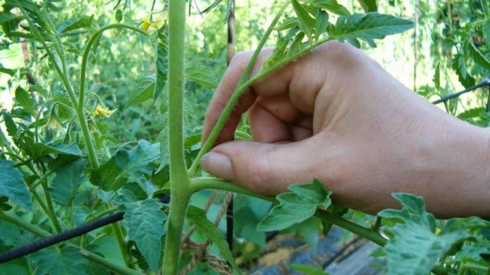 Den Stiefsohn einer Tomate abklemmen