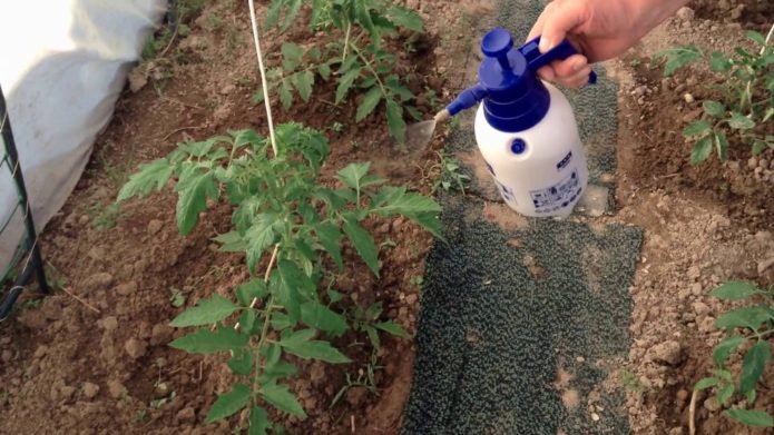 Spraying tomatoes