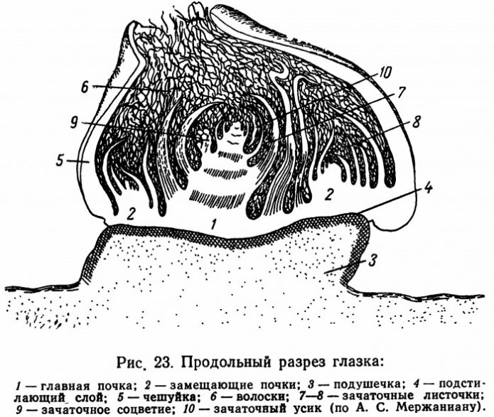 Occhio d'uva