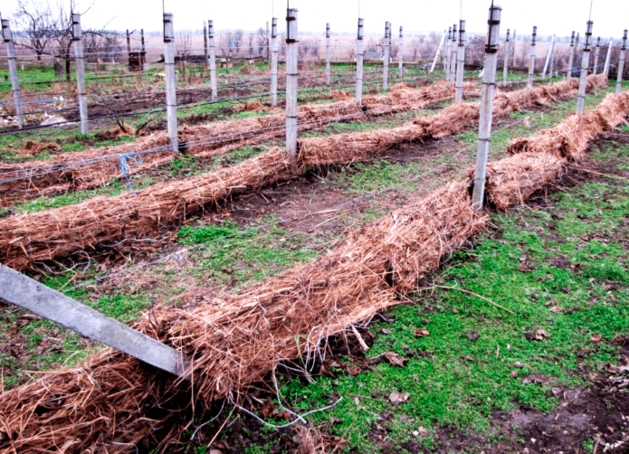 Preparare la vigna per l'inverno