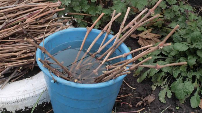 Lignified grape cuttings