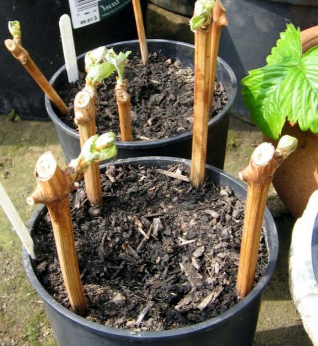 Boutures de raisin plantées