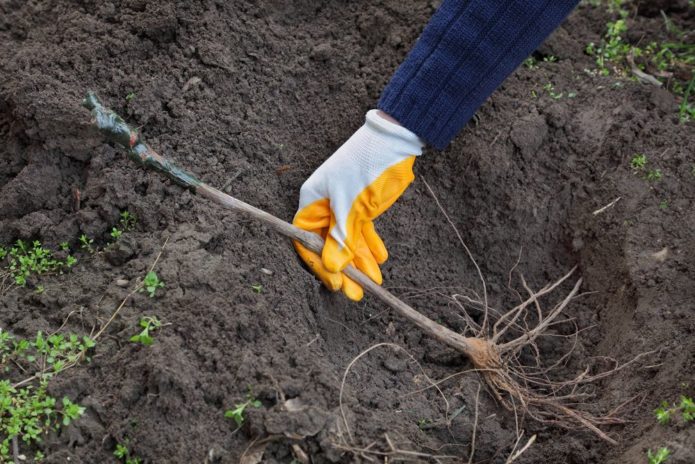 Planting a grape seedling