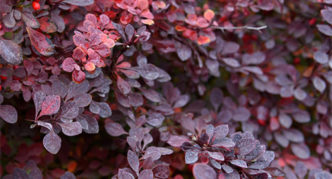 Berberis Thunberg Carmen