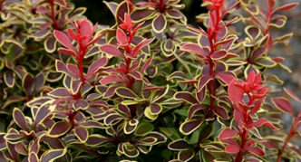 Berberis Thunberg Coronita