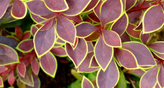 Barberry Thunberg Golden Ring