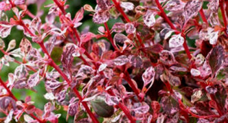 Berberis Thunberg Flamingo