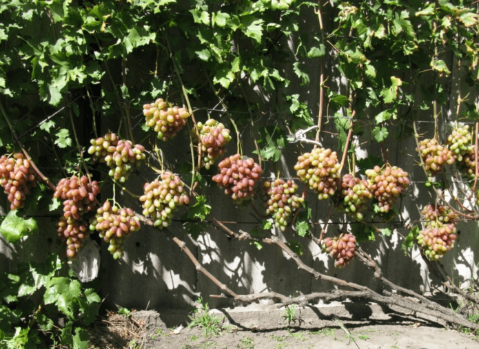 Julian druer på en espalier