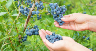 Blueberry Taiga skjønnhet