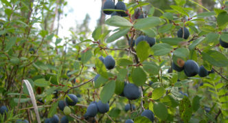 Blueberry shegarskaya