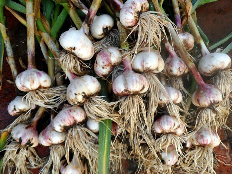 Was können Sie nach Knoblauch im Juli pflanzen