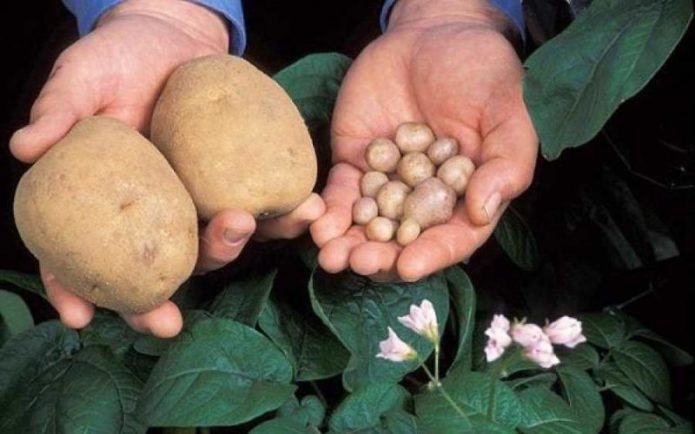 Patate da semina e tuberi normali