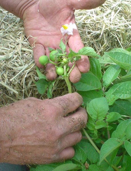 Bayas y flores de patatas