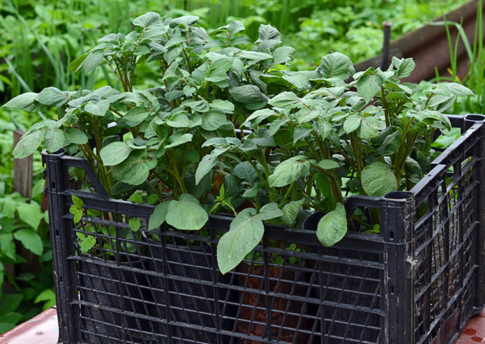 Piantine di patate in una scatola