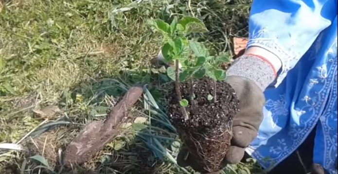 Plántulas de papas antes de plantar.