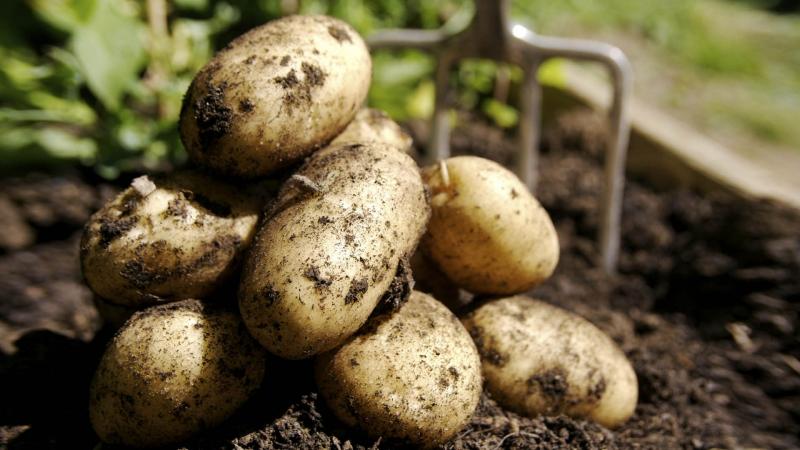 Sēklas kartupeļi: kā izaudzēt superelitāru kultūru