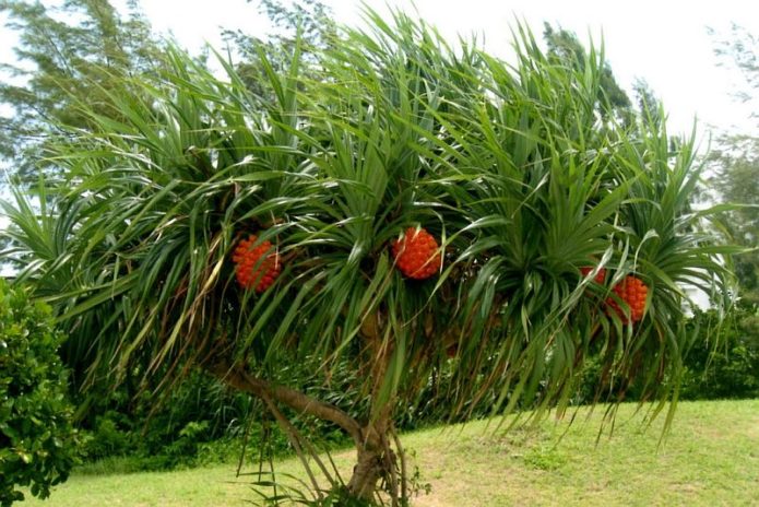 Pandanas am Baum