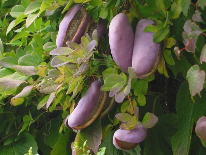 Akebia en un árbol