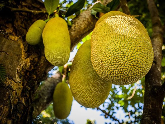 Marang sur un arbre