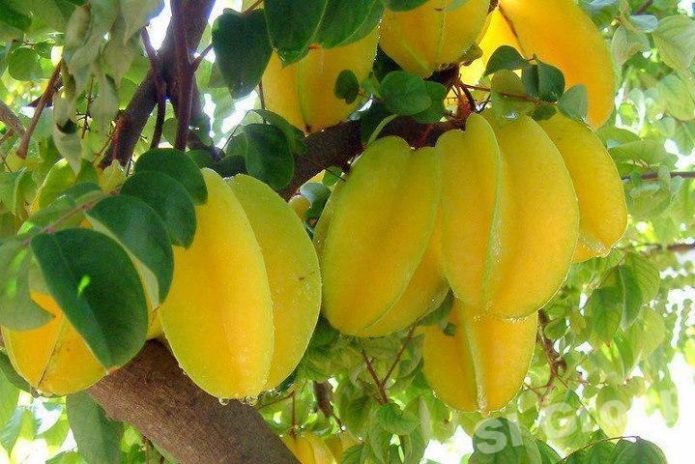 Carambola di atas kayu