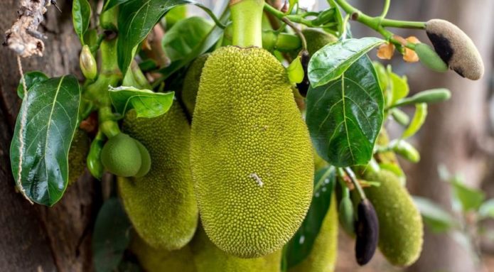 Jackfruit a természetben