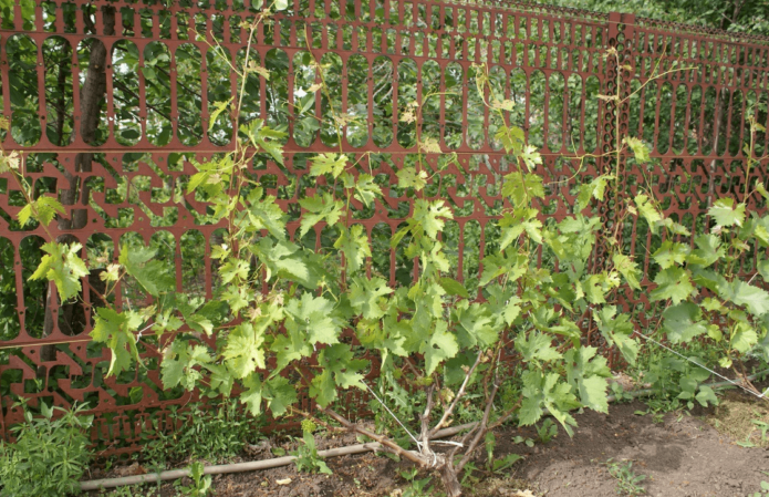 Raisins en Sibérie