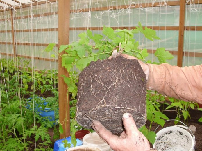 Plàntula de raïm retirada de l'olla